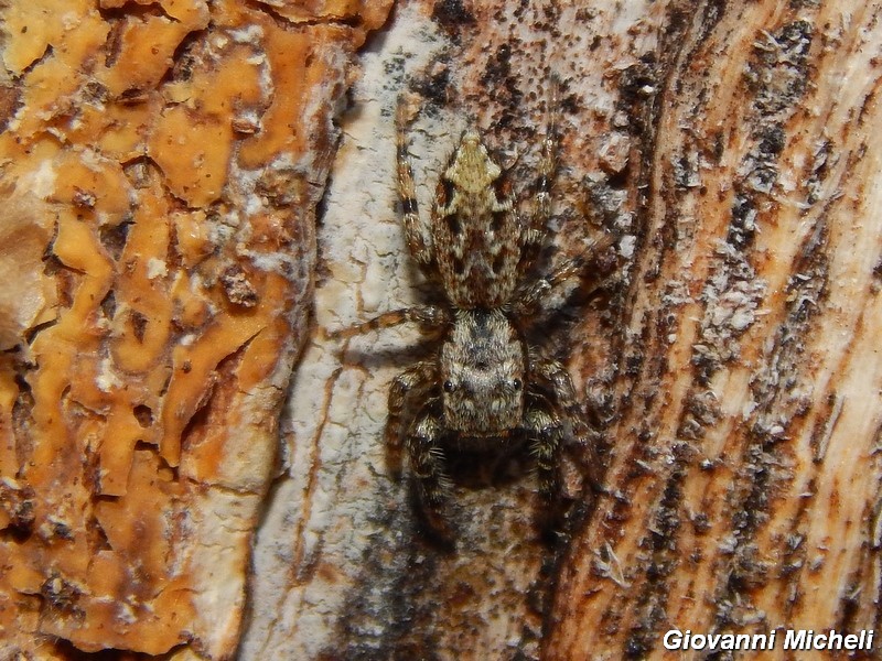 Serie di Araneae del Parco del Ticino